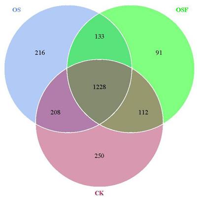 The impact of utilizing oyster shell soil conditioner on the growth of tomato plants and the composition of inter-root soil bacterial communities in an acidic soil environment